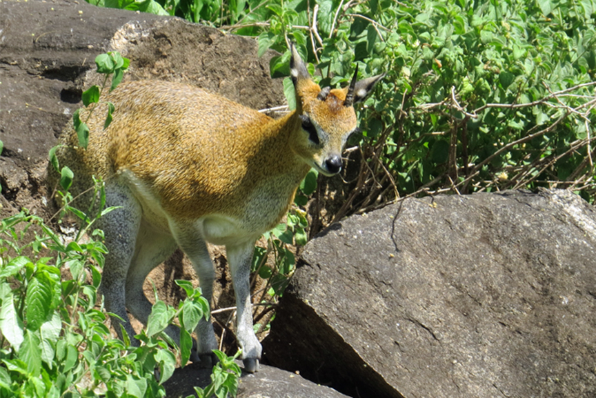 dik-dik on rift cliffside beside Lake Manyara
