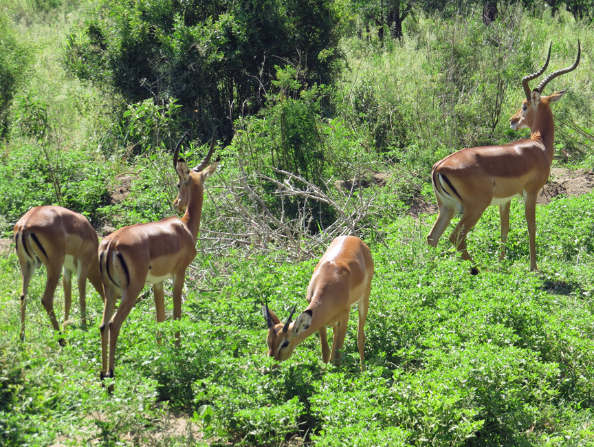 Impala at cliffside beside Lake Manyara