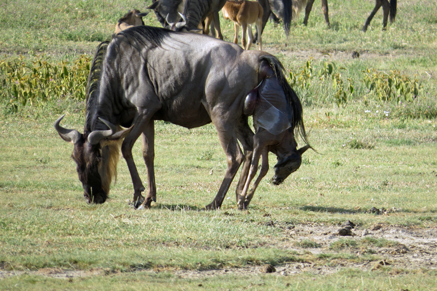 Wildebeest giving birth
