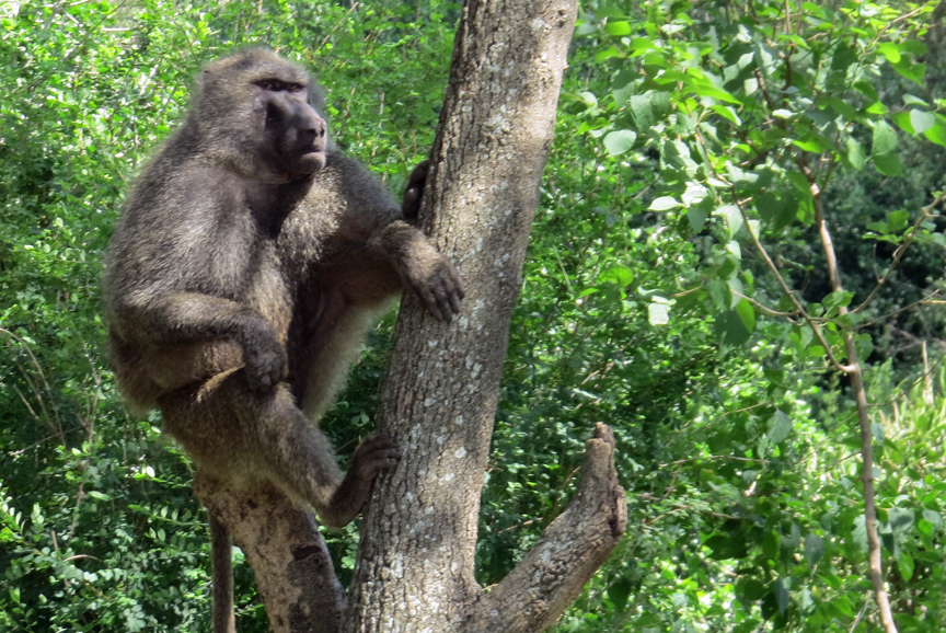 Baboon in the forest beside Lake Manyara
