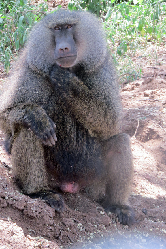 Baboon in the forest beside Lake Manyara
