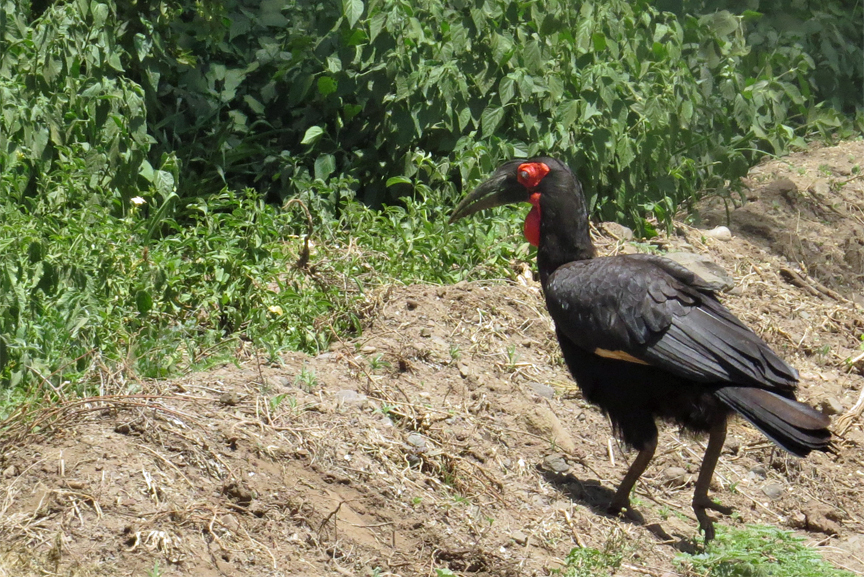 wetland bird life in Lake Manyara N.P.