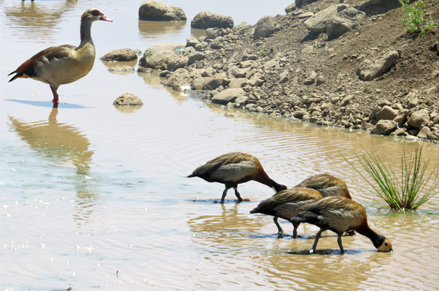 wetland bird life in Lake Manyara N.P.