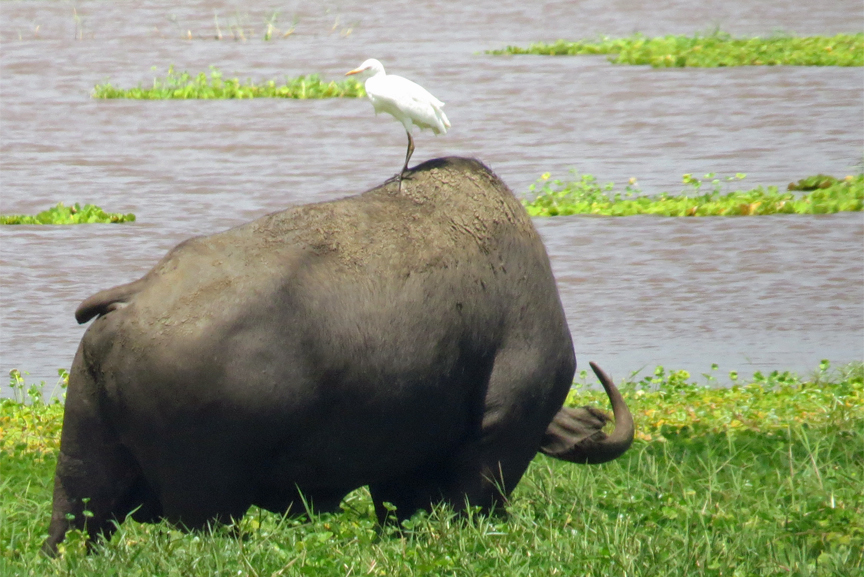 wetland bird life in Lake Manyara N.P.