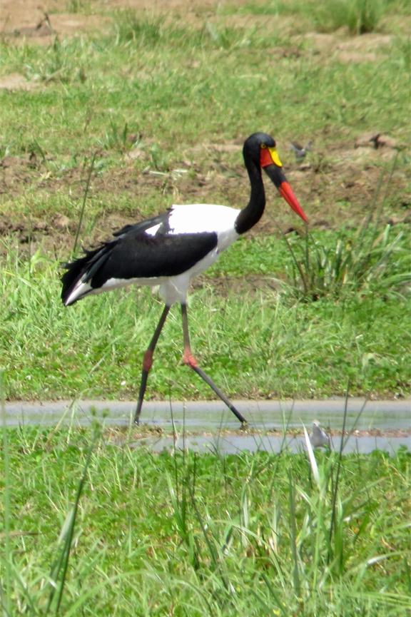 wetland bird life in Lake Manyara N.P.