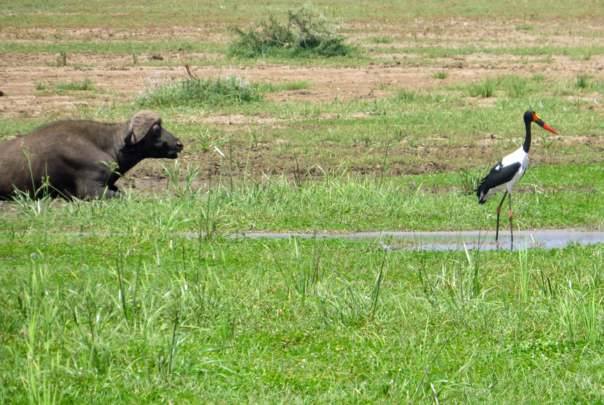 wetland bird life in Lake Manyara N.P.