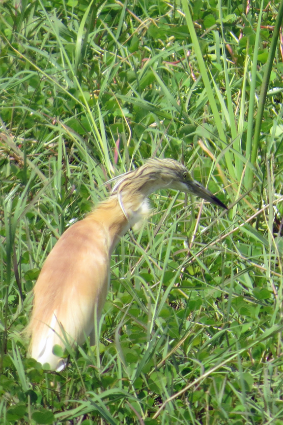 wetland bird life in Lake Manyara N.P.