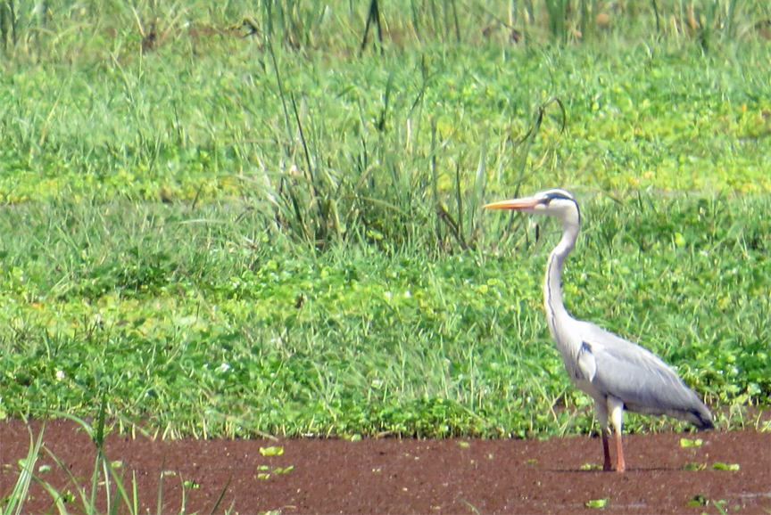wetland bird life in Lake Manyara N.P.