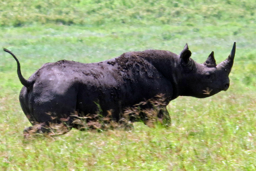 black rhino