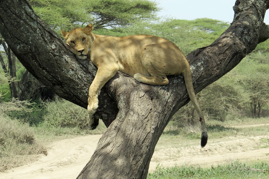 lioness in tree