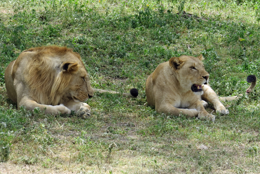 lioness and lion on ground
