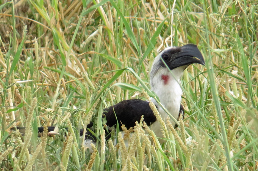 hornbill