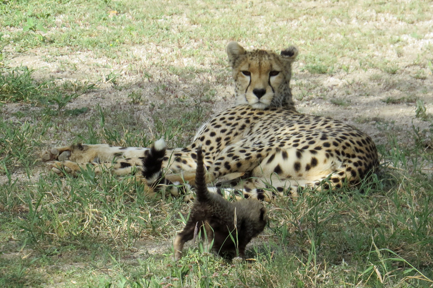 cheetah mother and cub