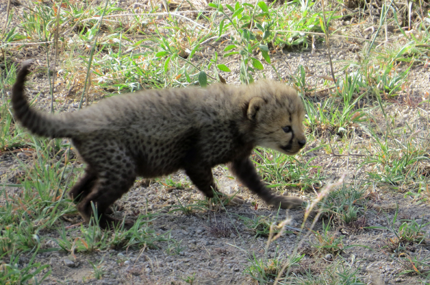 cheetah cub