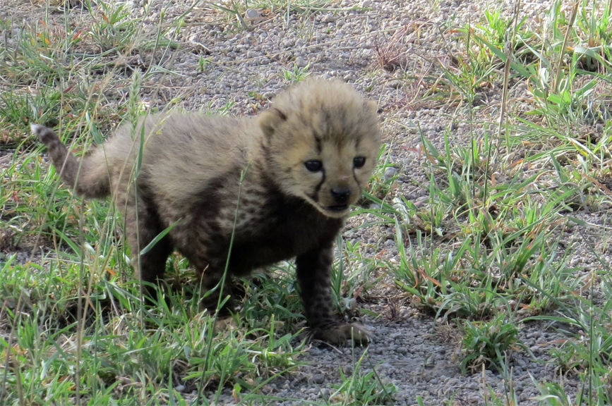 cheetah cub