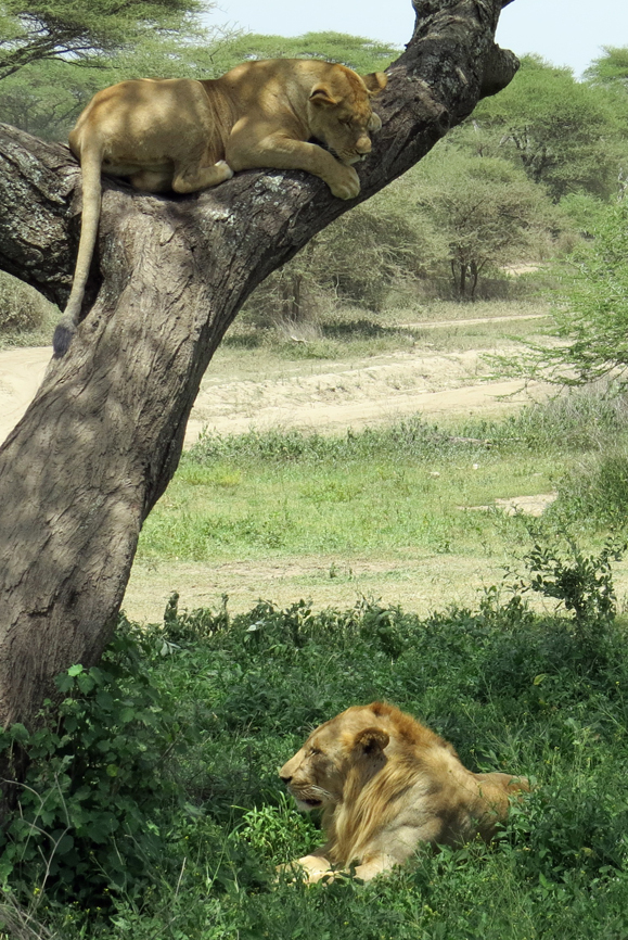 lioness in tree and lion on ground