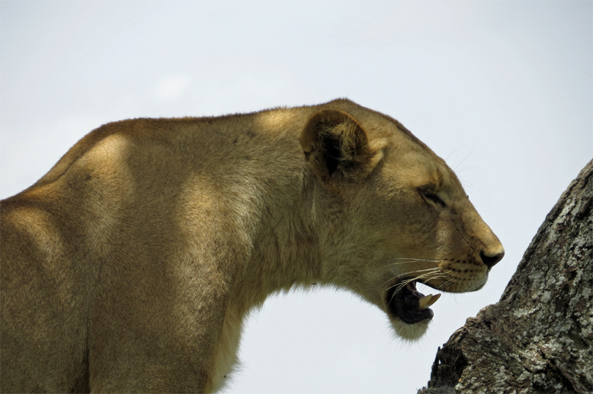 lioness in tree