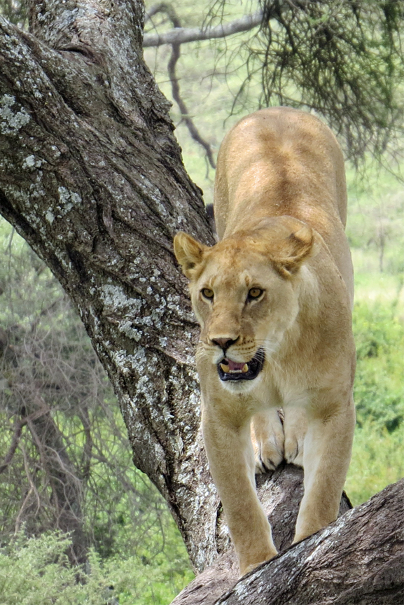 lioness in tree