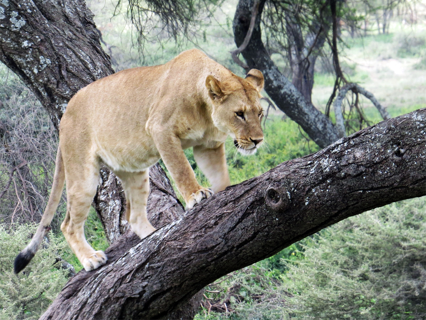 lioness in tree