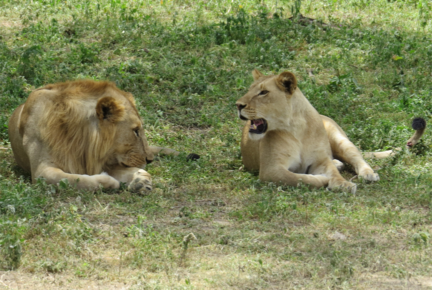 lioness in tree and lion on ground