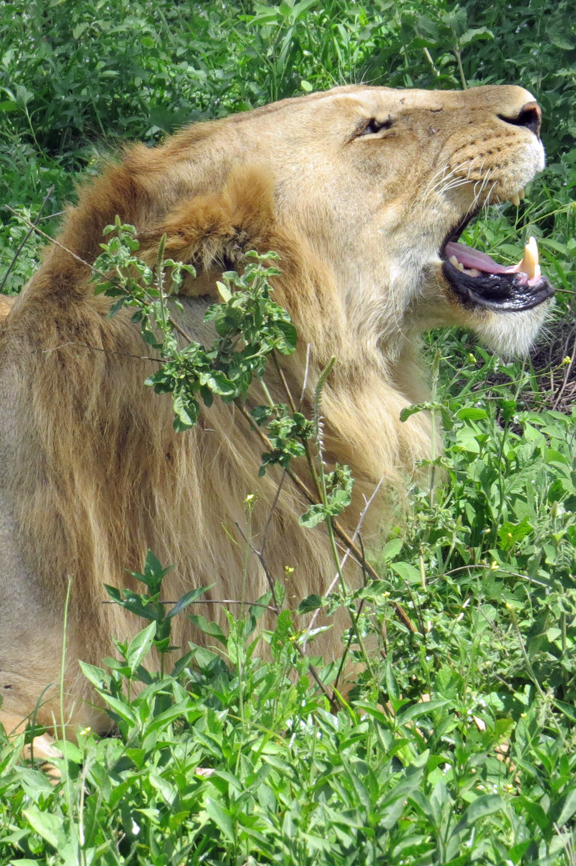 lioness in tree and lion on ground