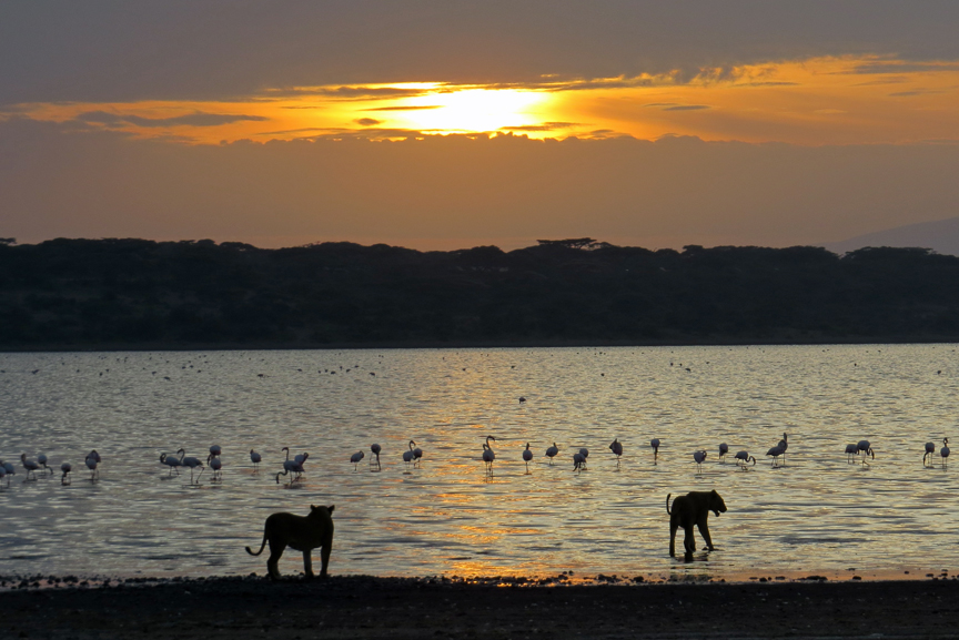 Dawn beside Lake Ndutu