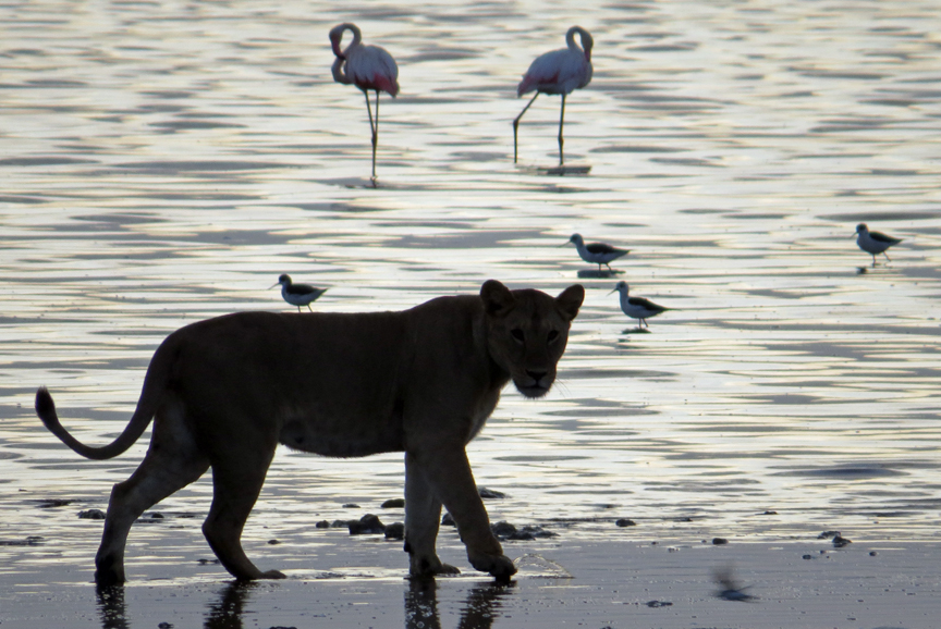 Lioness beside Lake Ndutu