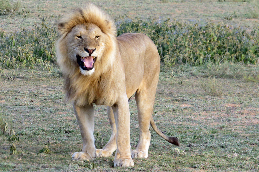 young lion