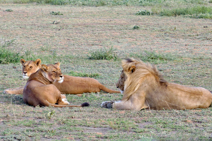 young lion