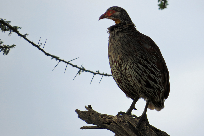 Juvenile Vulture