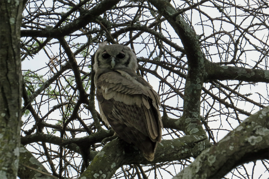 owl