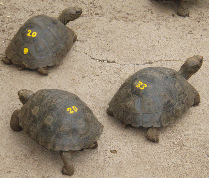 Tortoise Breeding
