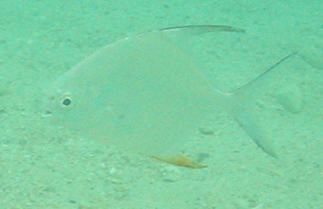 close-up fish
