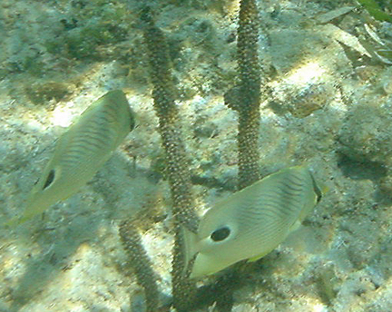 close-up fish