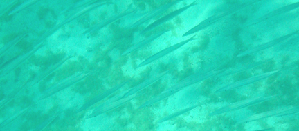 close-up fish