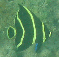 close-up fish