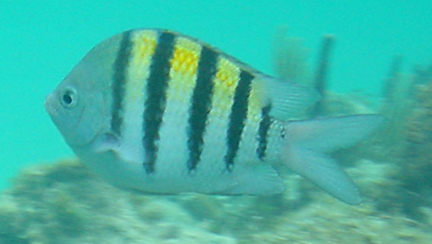 close-up fish