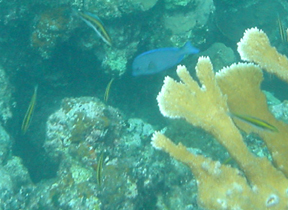 School of Blue Fish