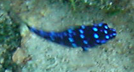 Blue Fish in Coral