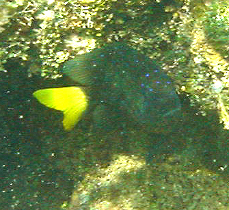 Fish with Blue Stripes