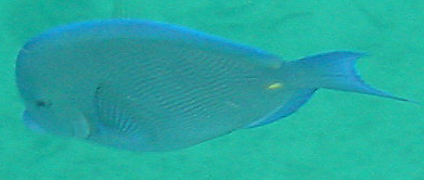 Blue Fish with Yellow Dot
