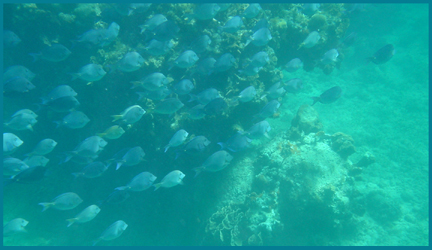 School of Blue Fish