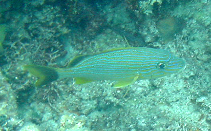 Fish with Blue Stripes