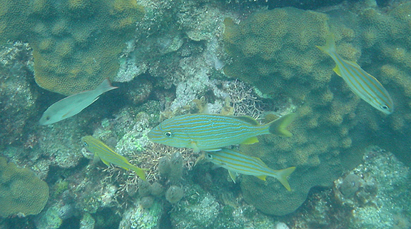 Fish with Blue Stripes