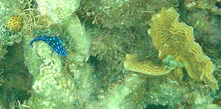 Blue Fish with Yellow Dot