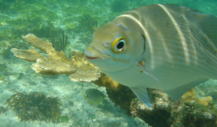 close-up fish