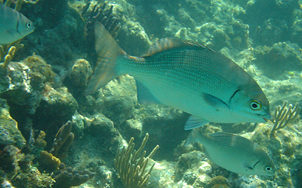 Fish with Blue Stripes
