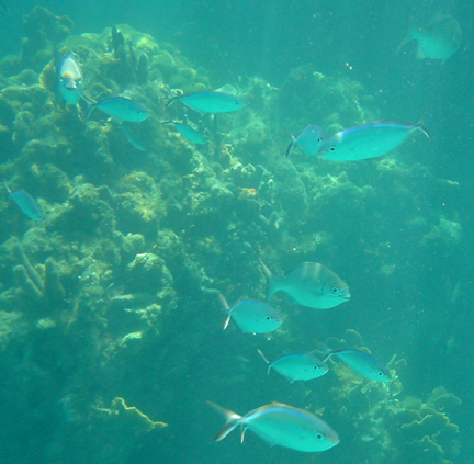 School of Mixed Fish