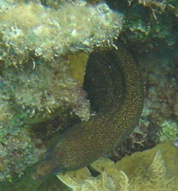 Eel