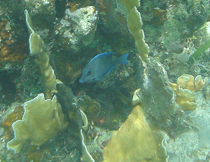 Blue Fish in Coral